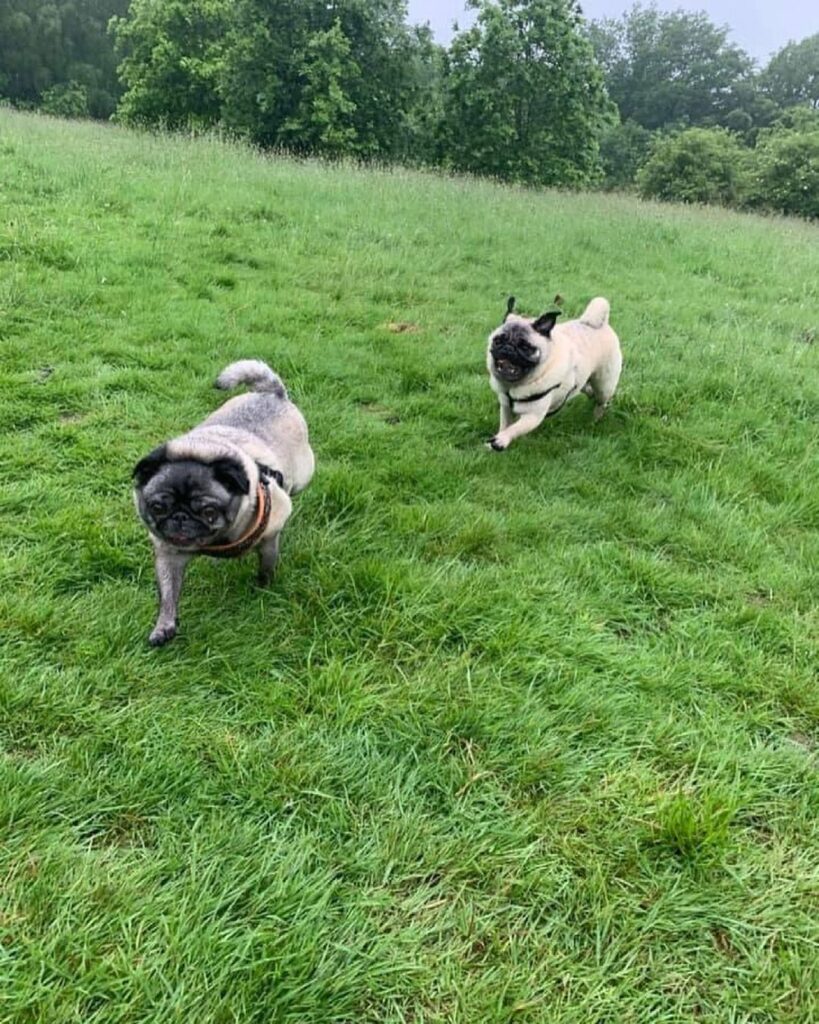Dog Walker in 