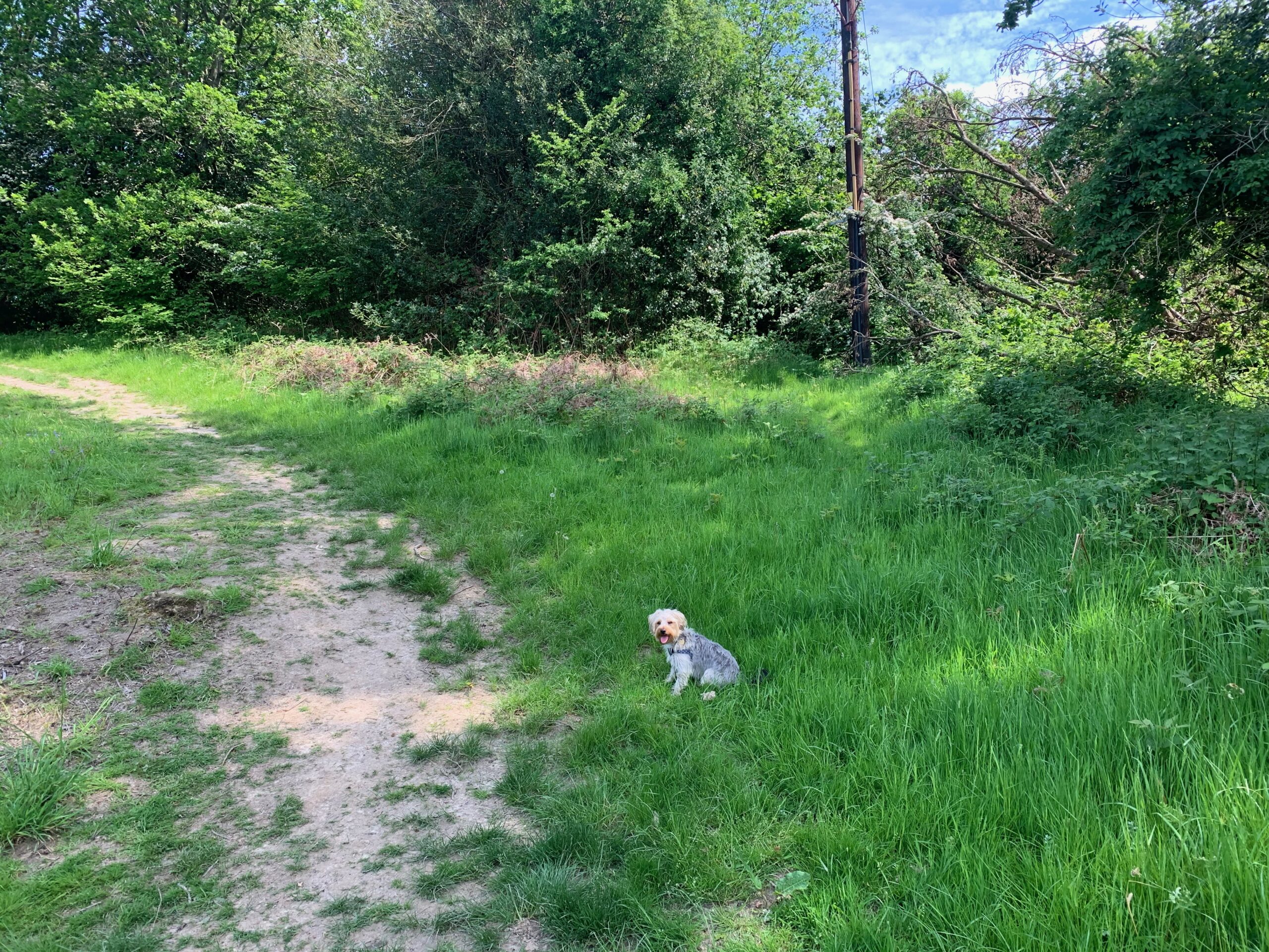 Frodo on his dog walk at Barnetts Wood