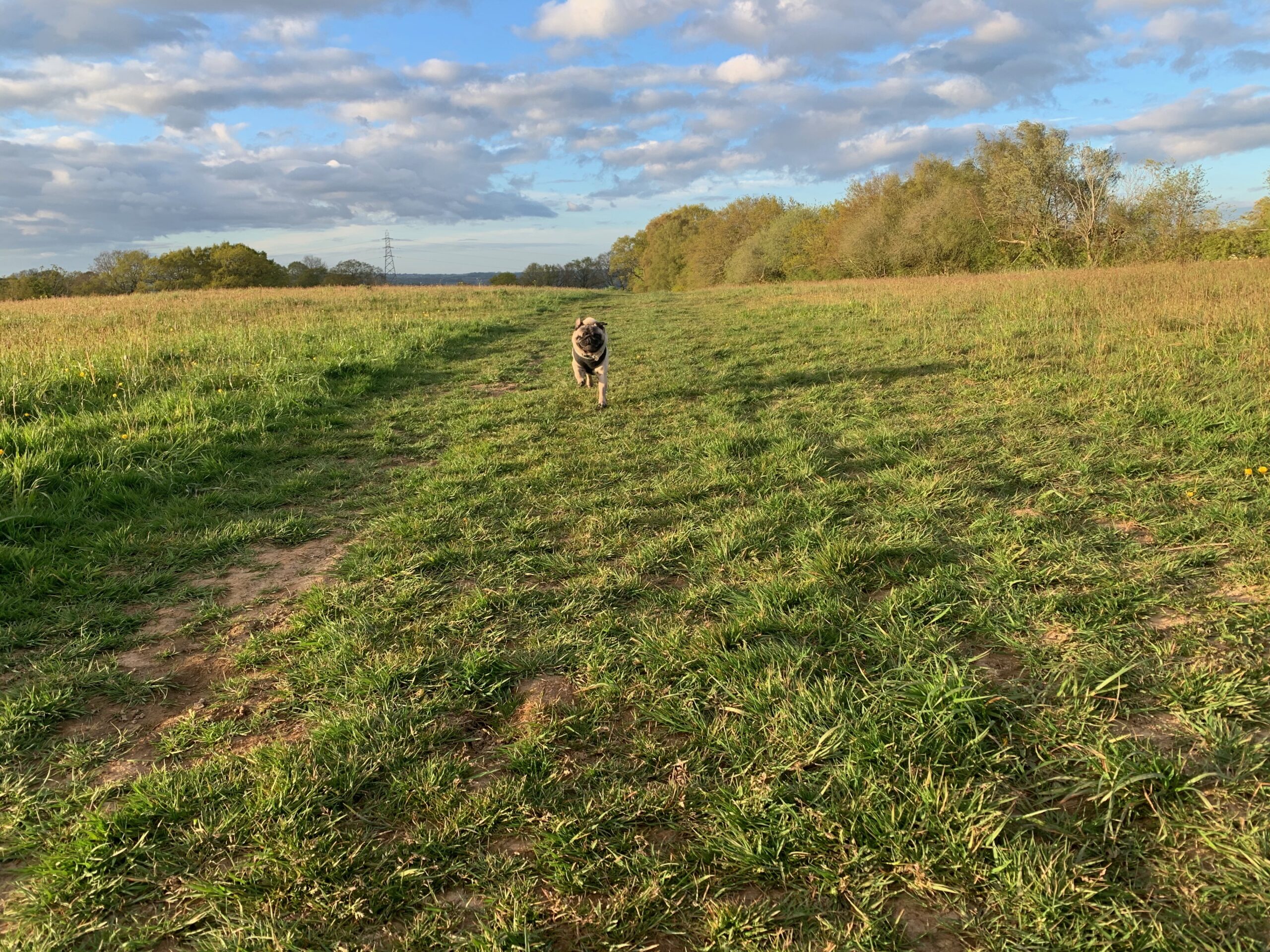 Milo showing his recall skills on his way back to his dog walker