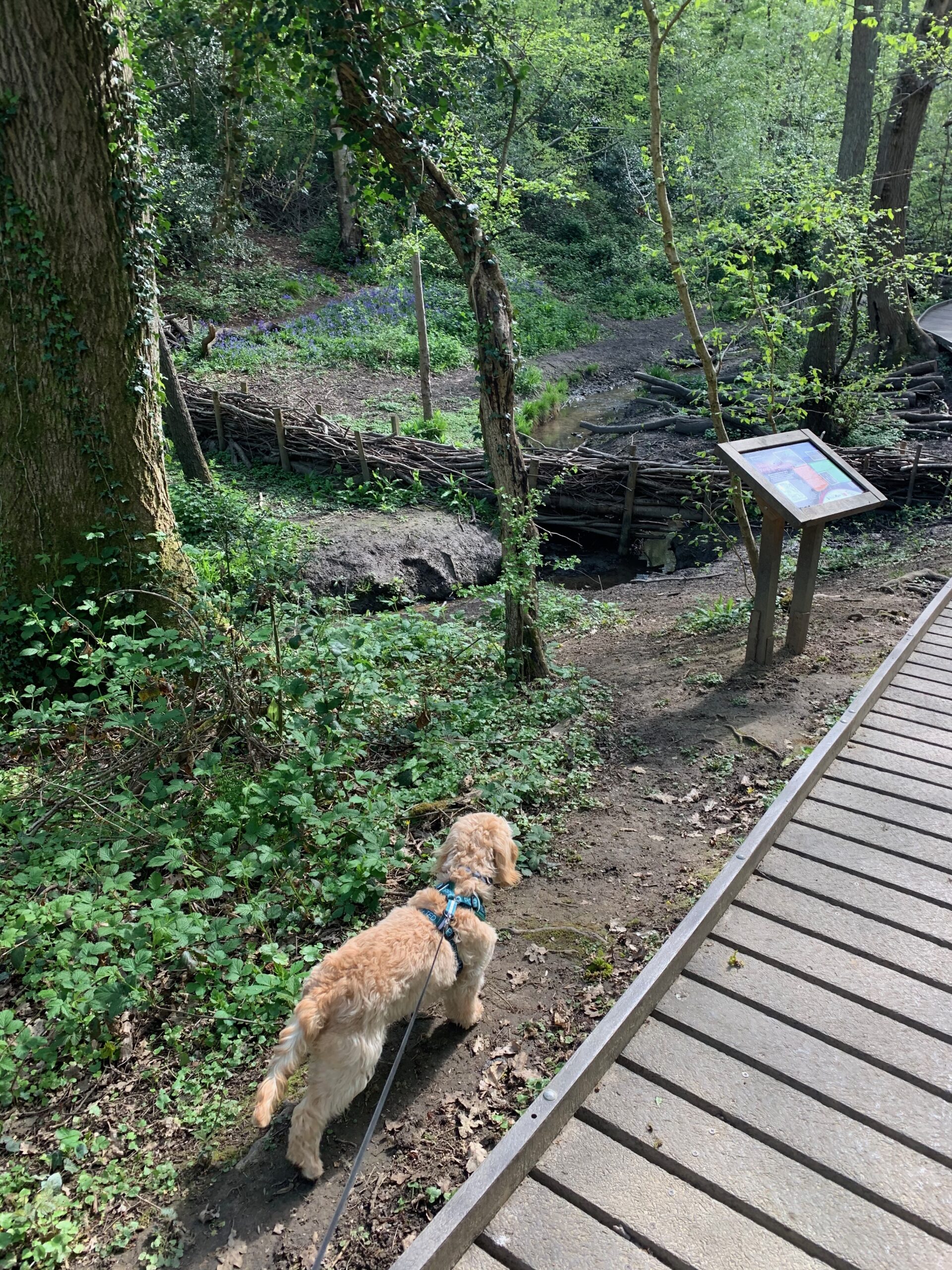 Sesame looking out for squirrels whilst walking through the woods